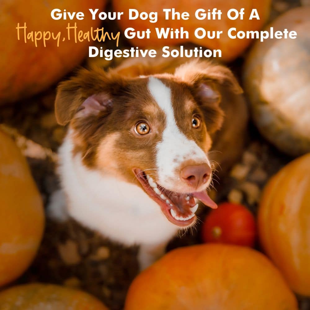 iHeartDogs Pupkin™ Probiotics, Prebiotics, & Postbiotics for Dogs with Pumpkin, Gut Soothing Bone Broth & Mushrooms- 30 scoops