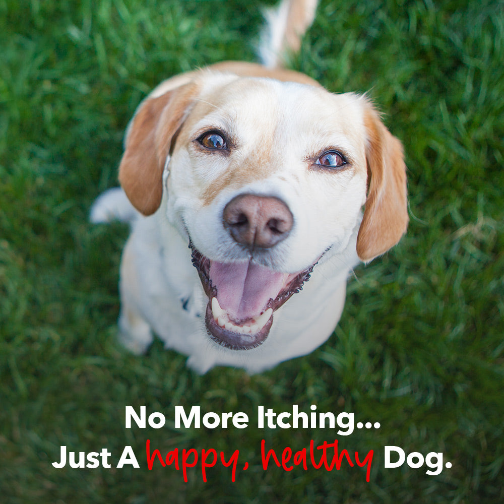 BUY 3 BAGS & SAVE iHeartDogs Allergy & Itch Relief Chews for Dogs