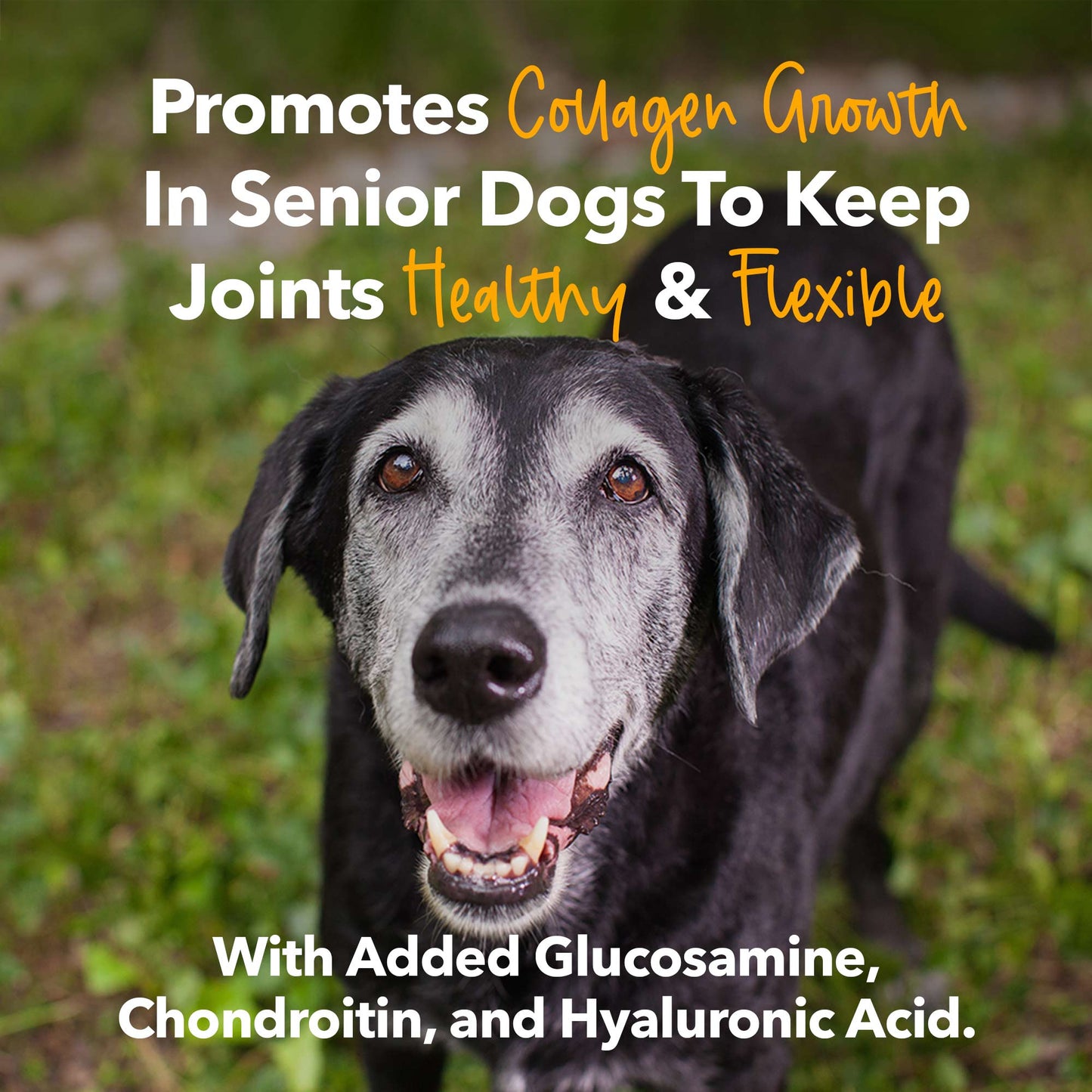BUY 2 BAGS AND SAVE Mushroom Bone Broth For Dogs Immune Support Powder