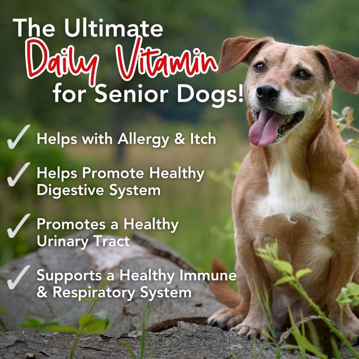 iHeartDogs 24-in-1 SENIOR Multivitamin Daily+ Total Health Support Powder with Probiotics, Omega-3, Glucosamine, Mushrooms & Bone Broth- 60 Servings