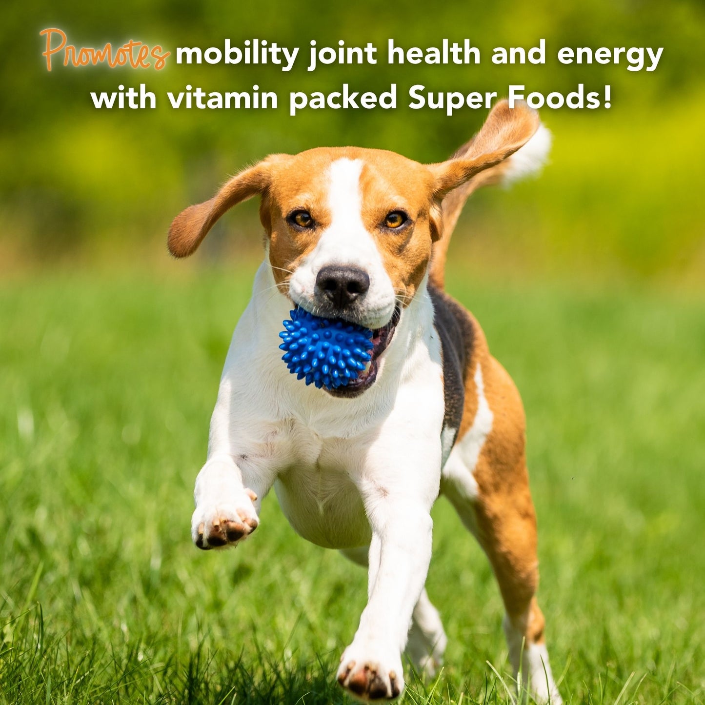 Super-Greens: Vitamin, Mineral & Probiotic Supplement for Dogs with Spirulina, Kelp, Green Tea, Spinach, Chlorella, & Brocolli Sprouts - 90 Scoops