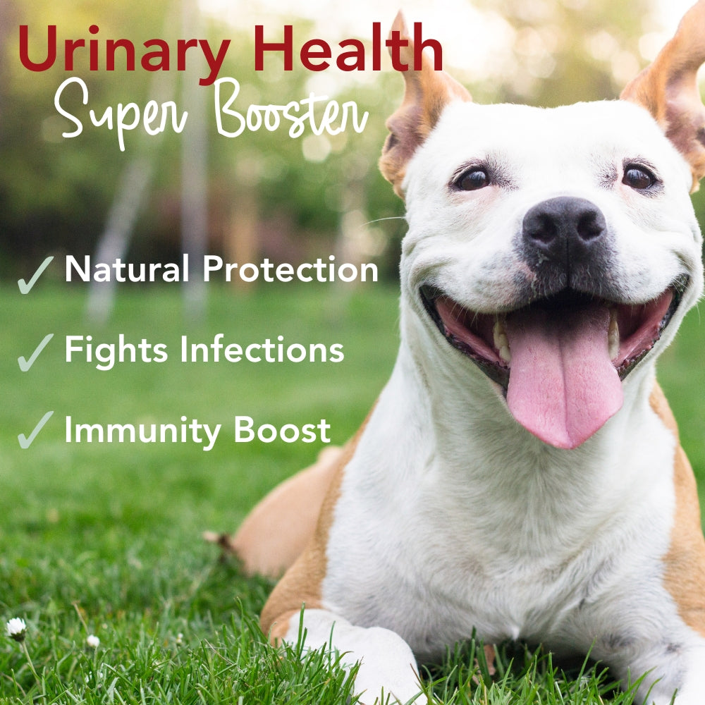 Extra Strength Urinary, Bladder, & Kidney Support for Dogs – Cranberry, D-Mannose & Echinacea Helps Frequent UTIs, Strengthens Weak & Incontinent Bladder – 90 Chews