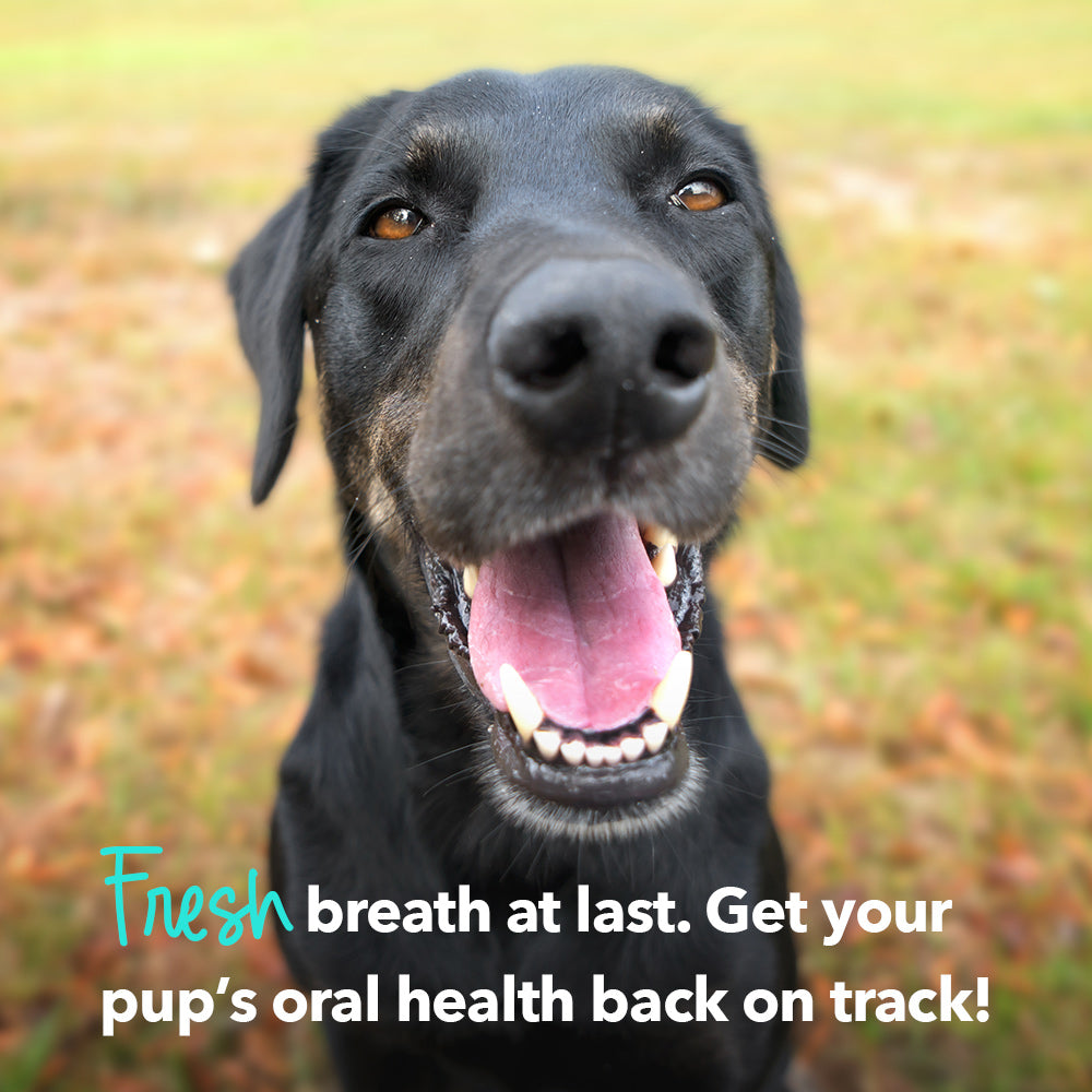 Happy, Healthy™ Brushy Sticks Dental Dog Treats – Dental Chews for Dogs – Mini and Large