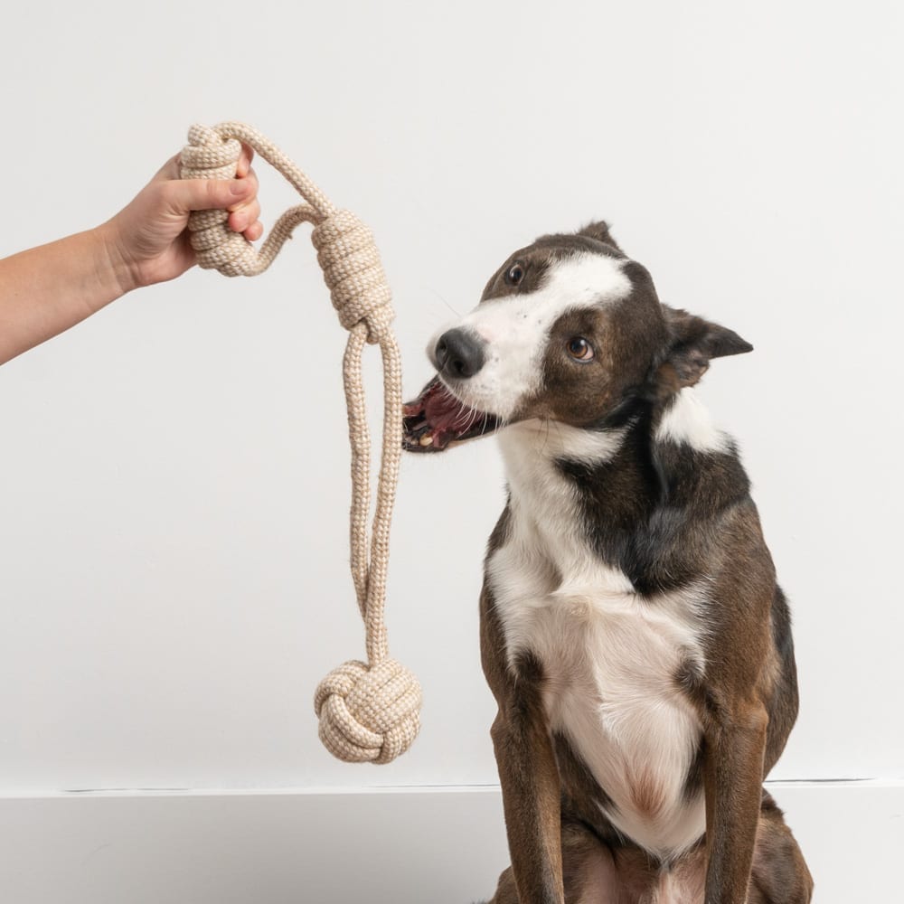 Get the Ball! Tug’n Play Rope Toy - Deal 50% Off